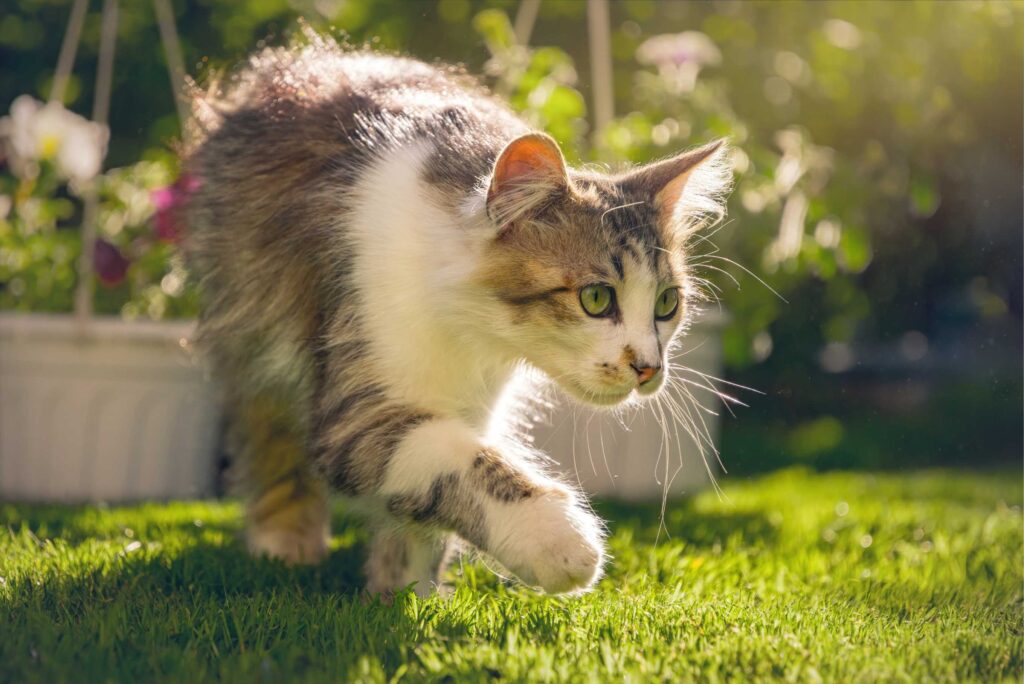 Katten schutting