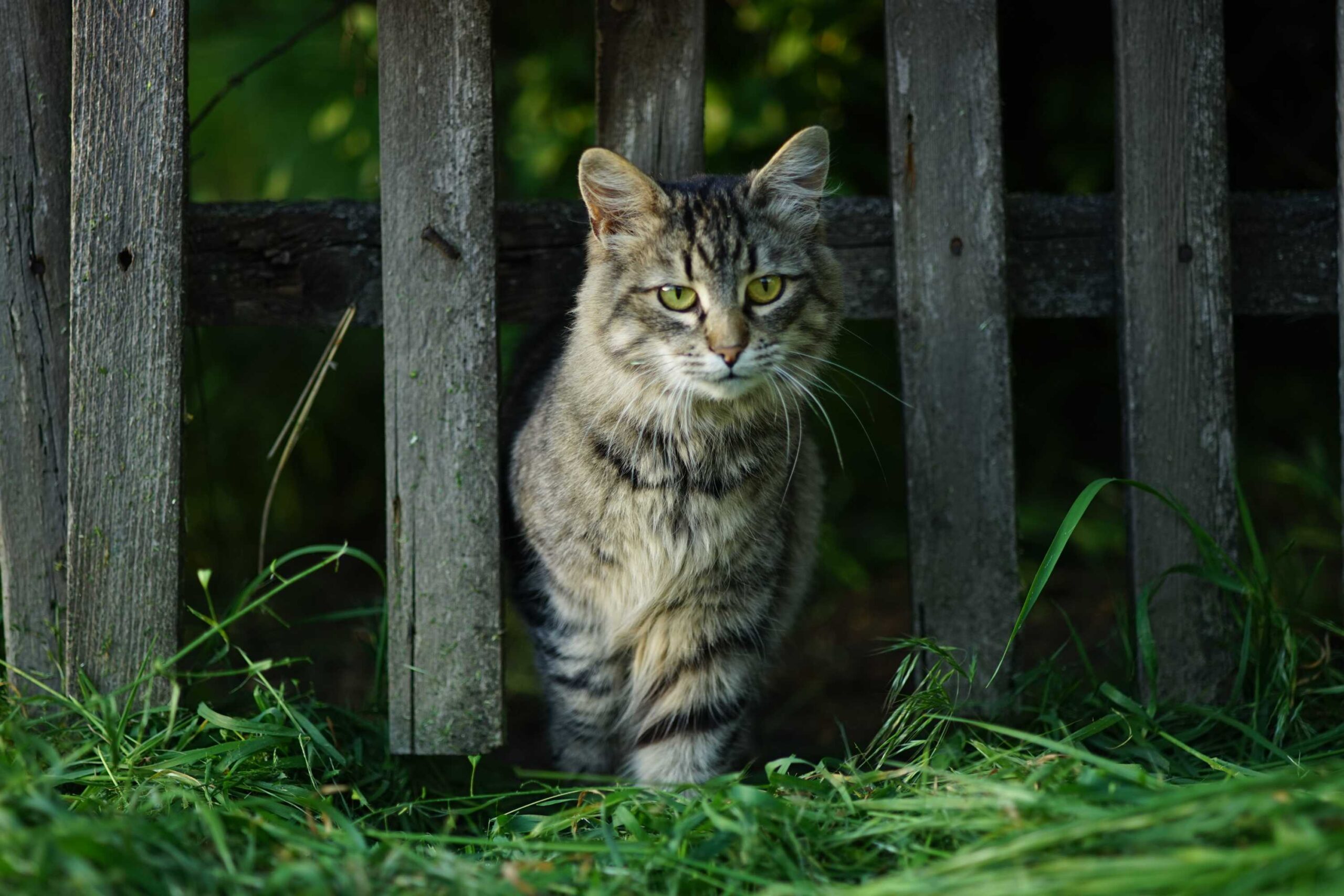 Katten schutting