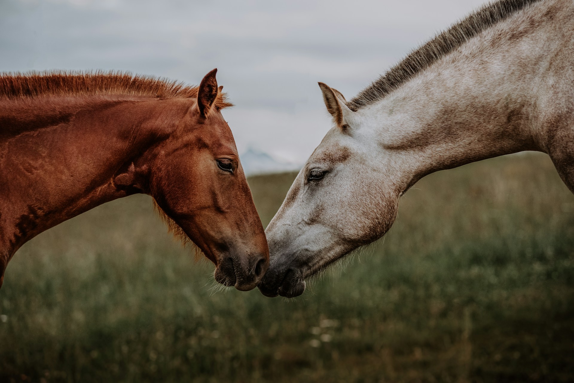 paardenweegschaal